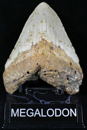 Bargain Megalodon Tooth - North Carolina #21684